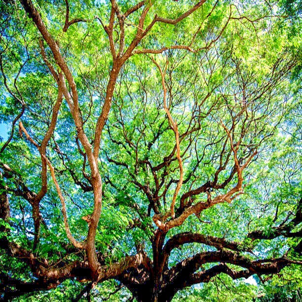 10 RAIN TREE SEEDS Monkey Pod (Albizia saman) Tropical Flower Bonsai Plant RARE