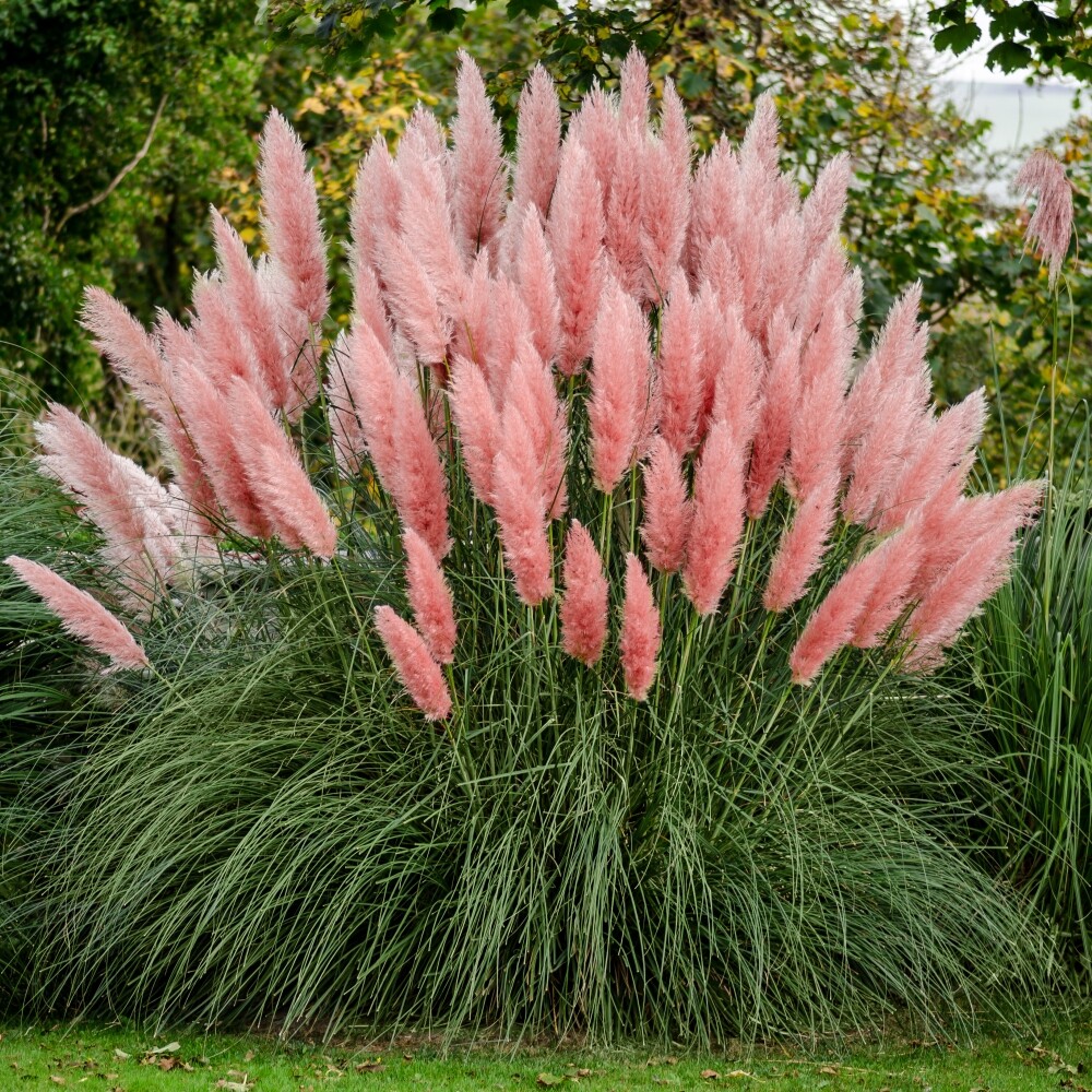 ( 1 ) – Pink Pampas Grass – Starter Plants ( ME ) ( 1 plant )