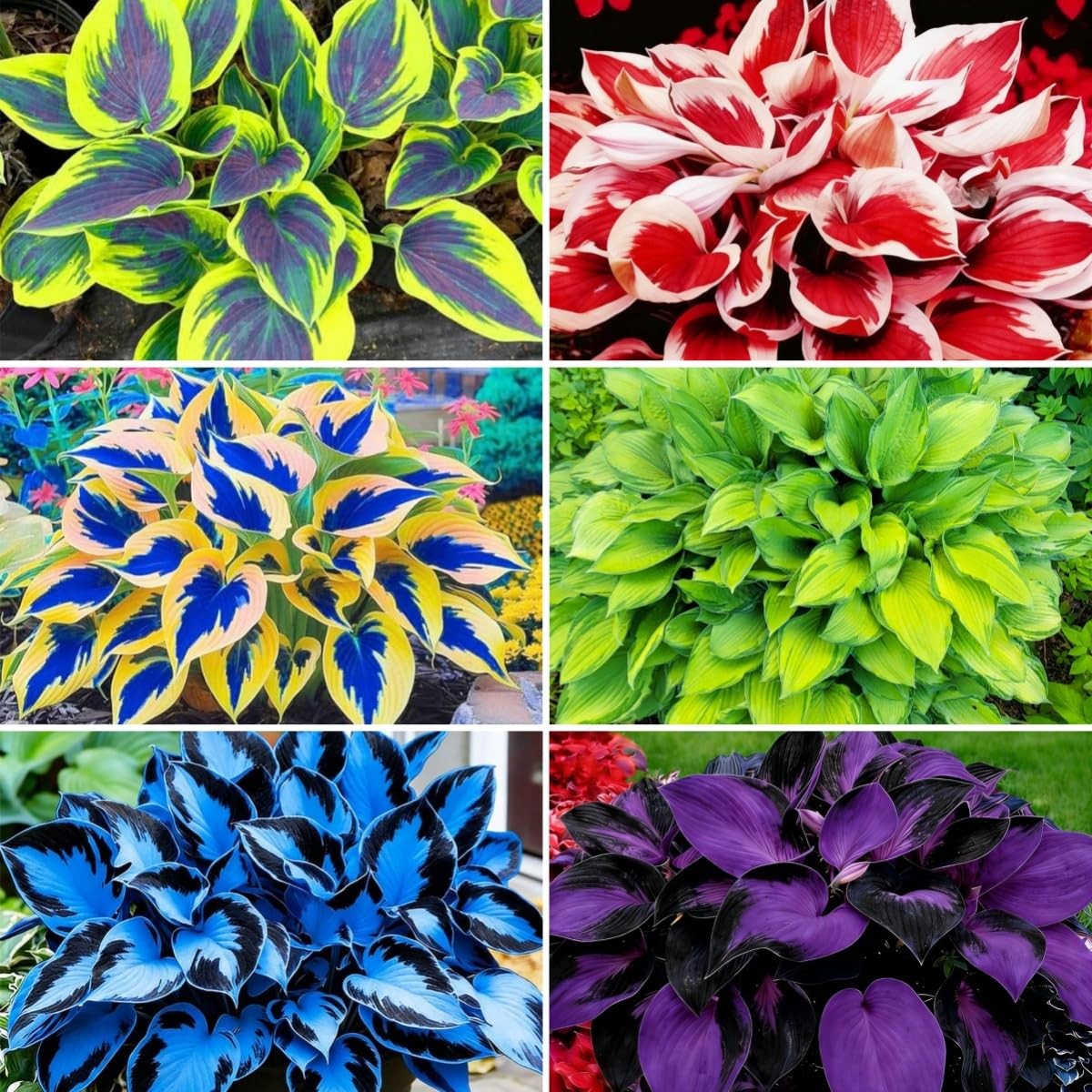 850pcs Premium Hosta Seeds, High Germination, Low Maintenance, for Outdoor Ga…