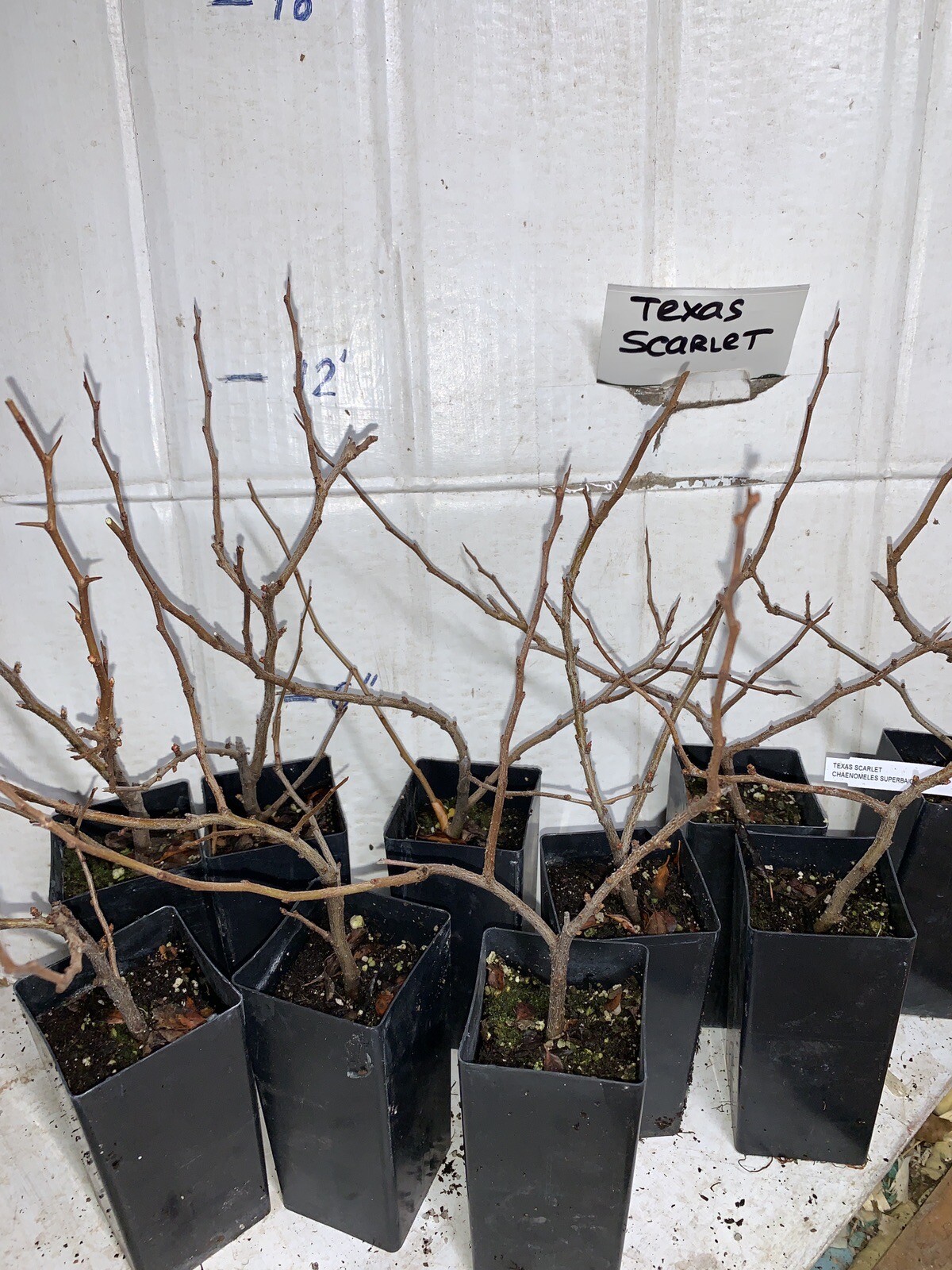 Chaenomeles Speciosa “Texas Scarlet” (Red Flowering Quince) Plant