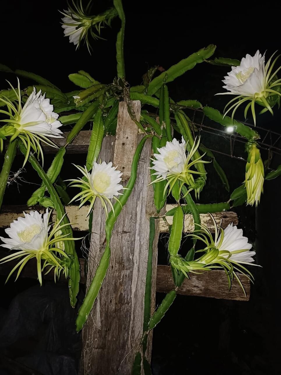 5 Rare DRAGON FRUIT CUTTING 8-12 Inches Check Description