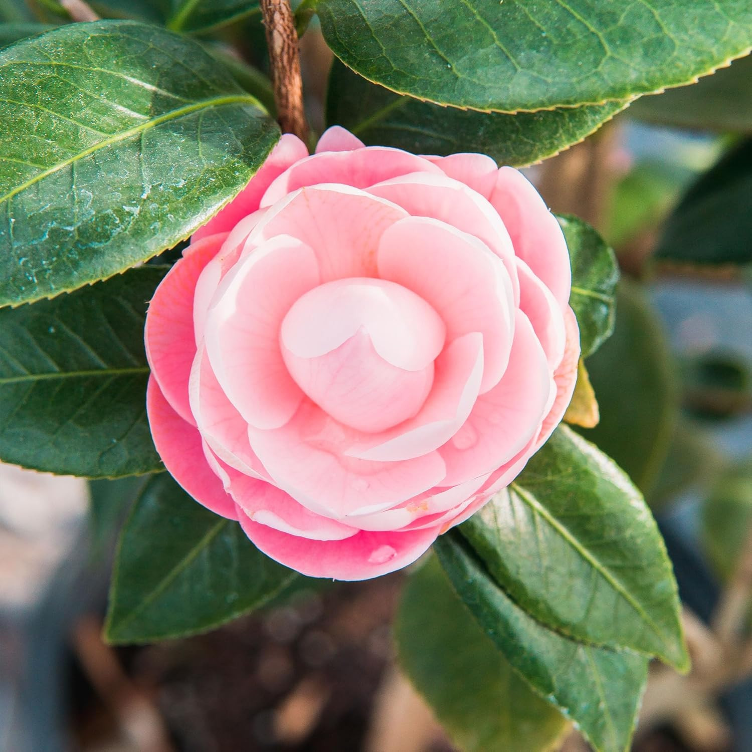 Perfect Plants Pink Perfection Camellia Bush 1 Gallon | Live Shrub for Outdoor P