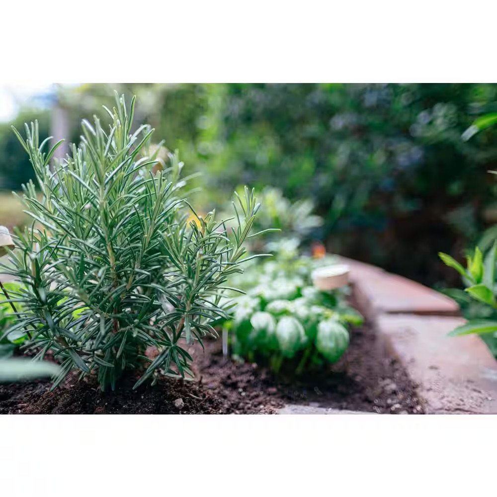 2.5 Qt. Rosemary Officinalis Perennial (4-Pack)