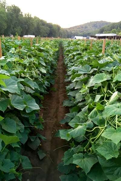 CUCUMBER ‘Heirloom Mix’ 25 Seeds ALL TYPES MIXED spring summer vegetable garden