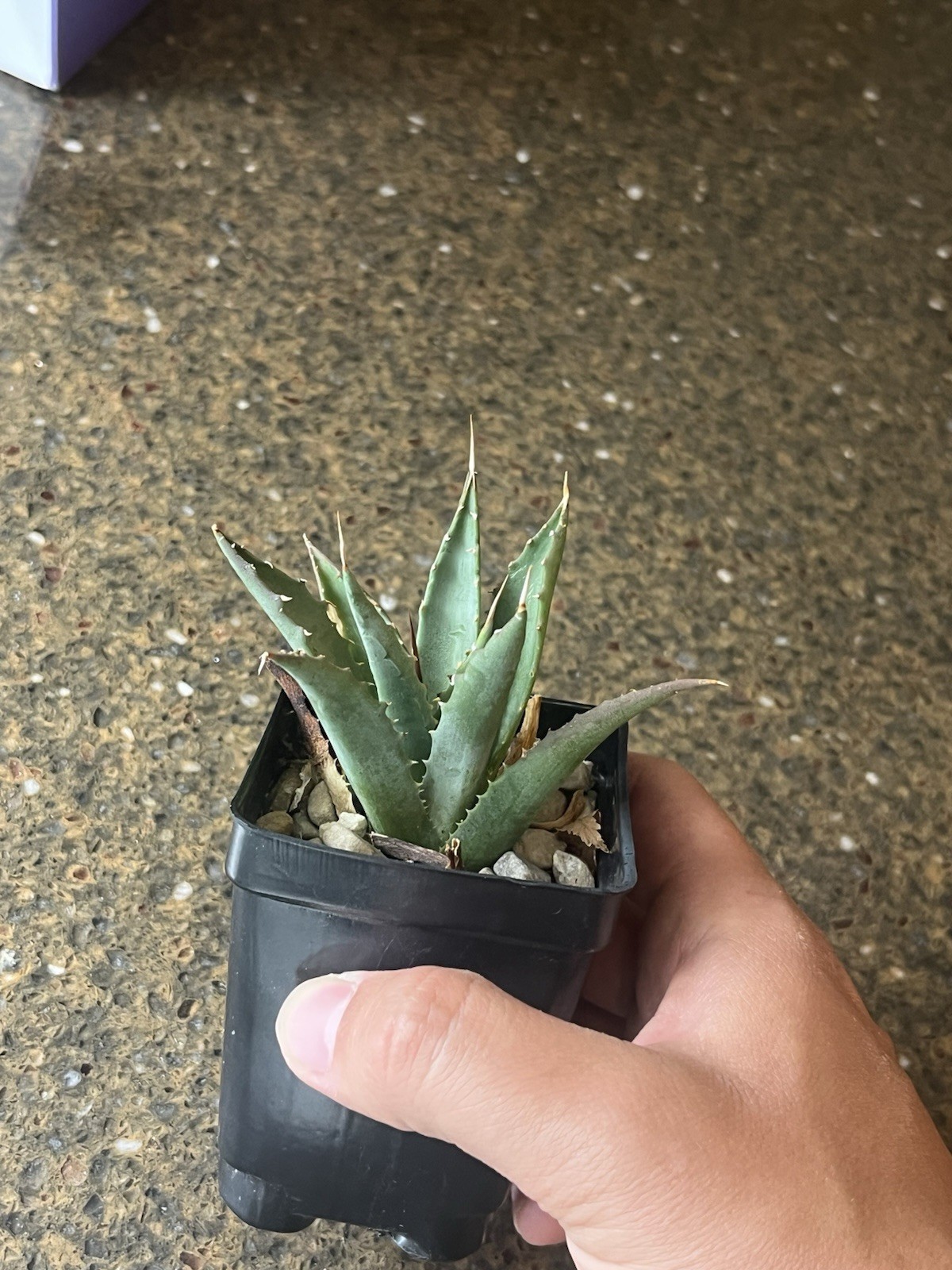 AG01: Utah Agave Cold Hardy Agave utahensis ssp. utahensis