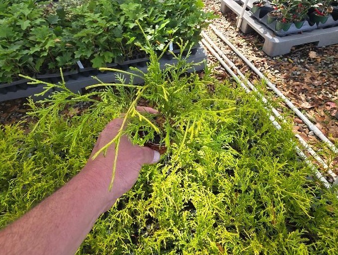 ( 1 ) – Gold Mop Weeping Threadleaf Cypress – Starter Plant ( L7 ) ( 1 plant )