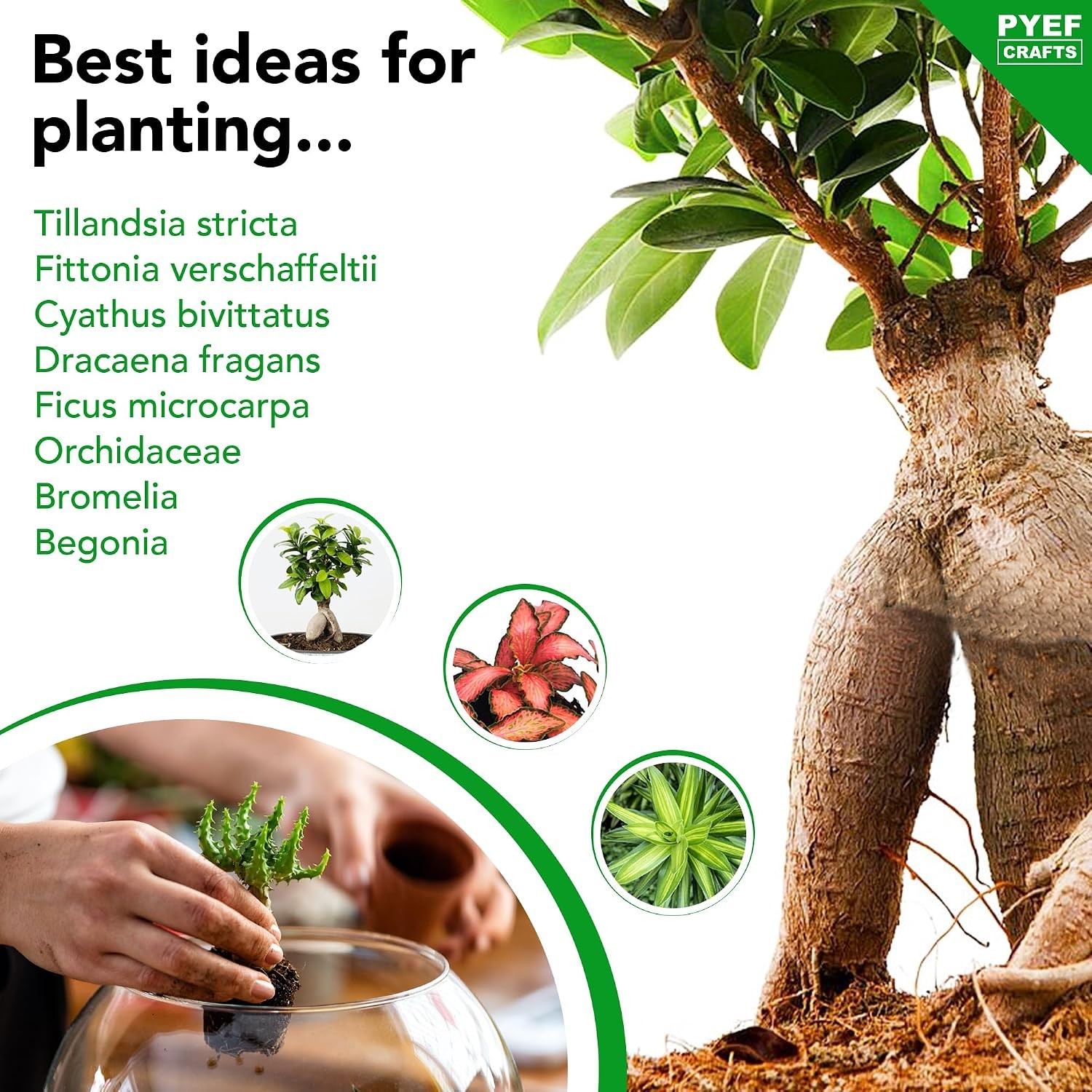 Terrarium Kit, Succulents & Indoor Plants Set DIY | Starter Pack for Any Plant –