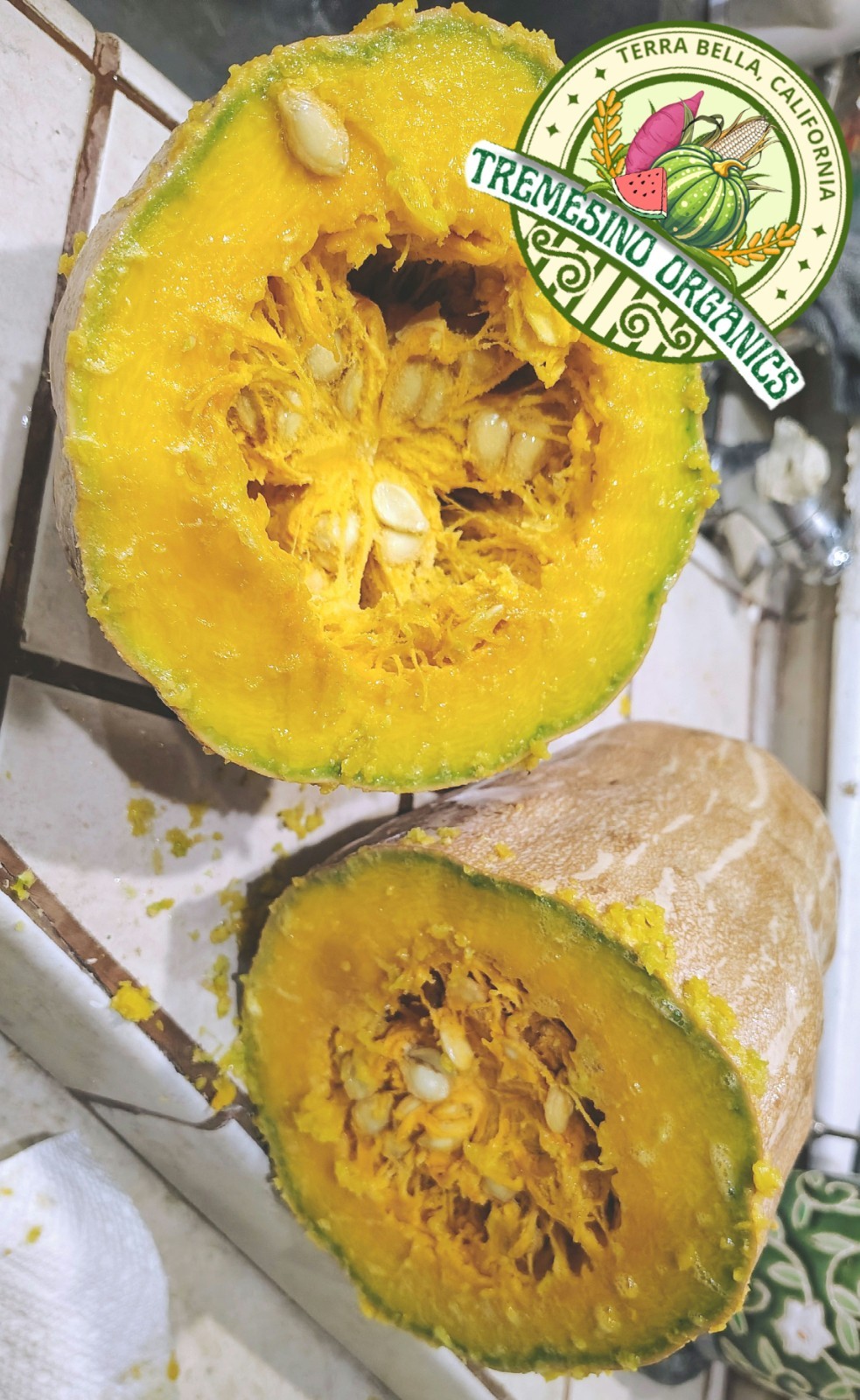 Organic Mexican Native Long Squash, 20 Seeds- Calabaza Mexicana,20 Semillas
