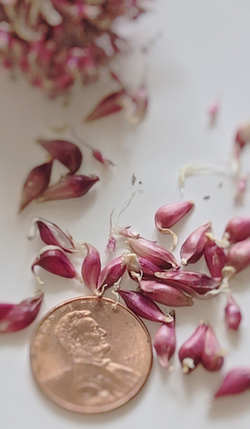 Organic Home Grown Italian Purple Garlic Bulbils (NOT BULBS) For Plant 200 Pcs