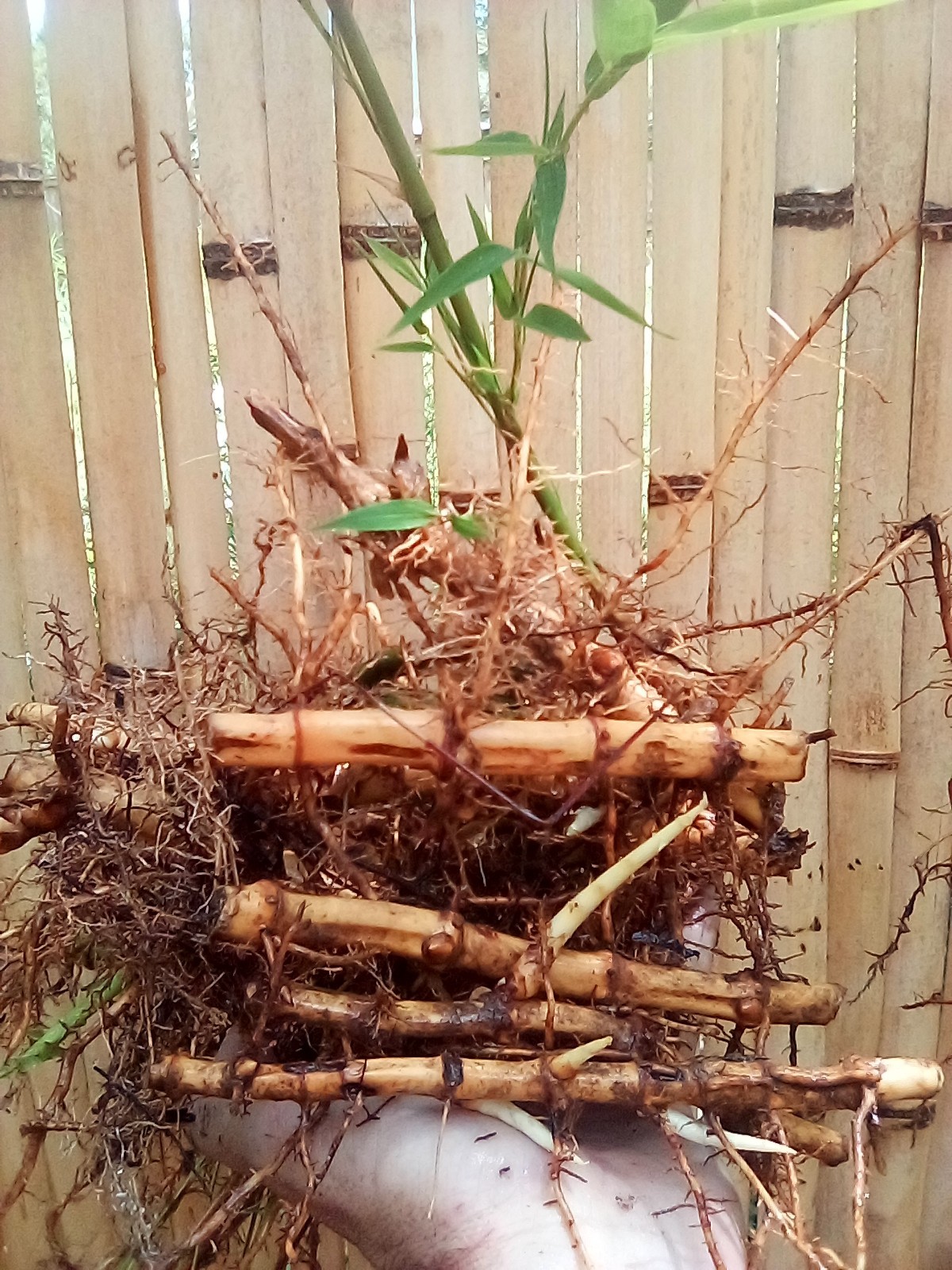 Giant Blue Henon Bamboo (24 Starter Plants)