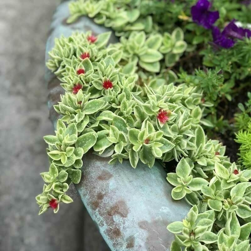 Variegated Baby Sun Rose | Live Plants | Aptenia Cordifolia Variegata | Easy…