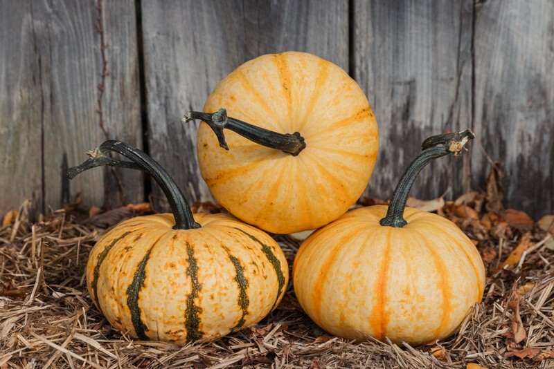 20 Tiger Stripe Pumpkin Seeds. USA Seeds. Organic. Ships free