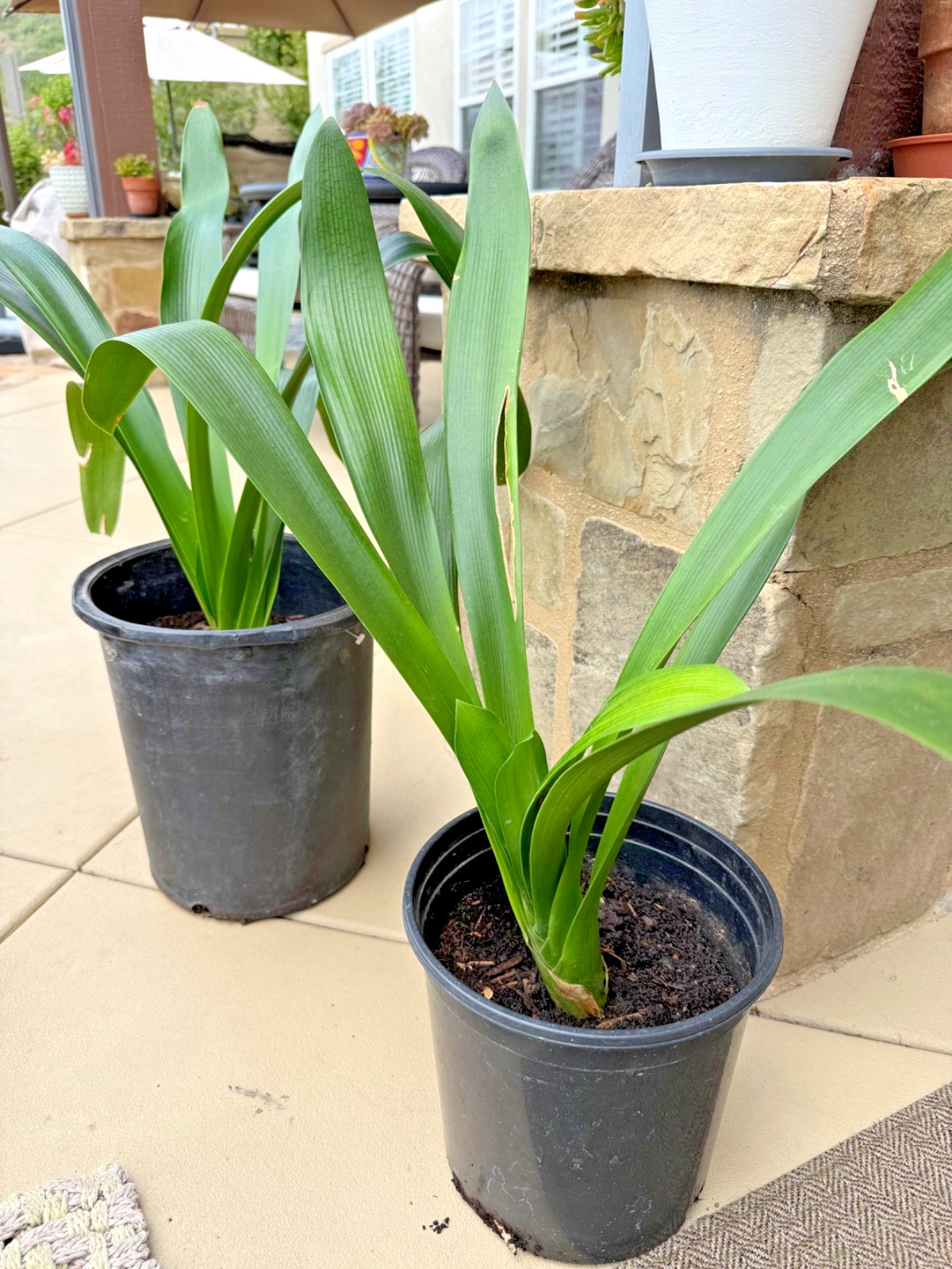 1 Large, Mature Yellow Clivia Miniata Bush Lily Plants, 10 -12 Leaves