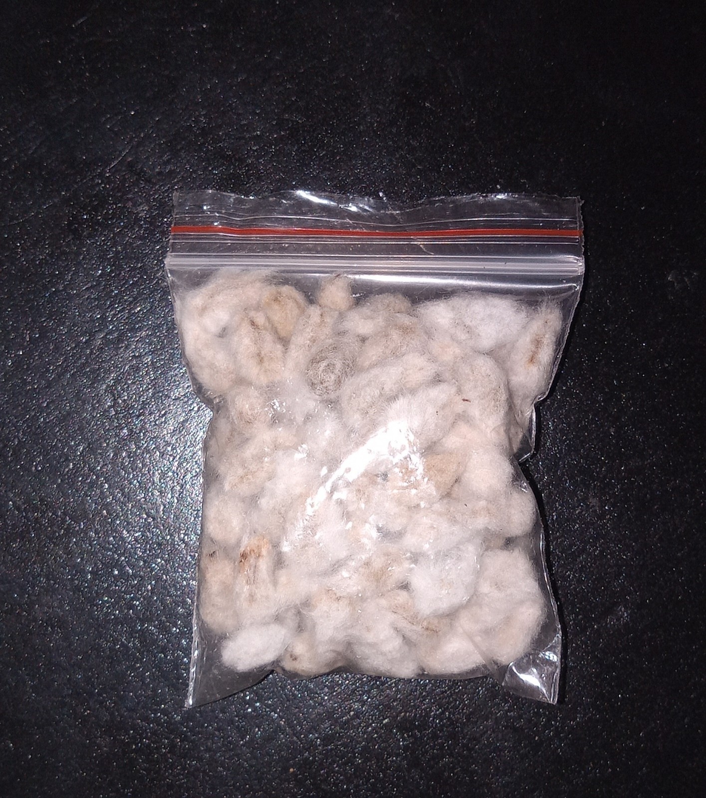 50+ Organic Cotton Seeds From South Carolina Cotton Fields Ready To Be Planted