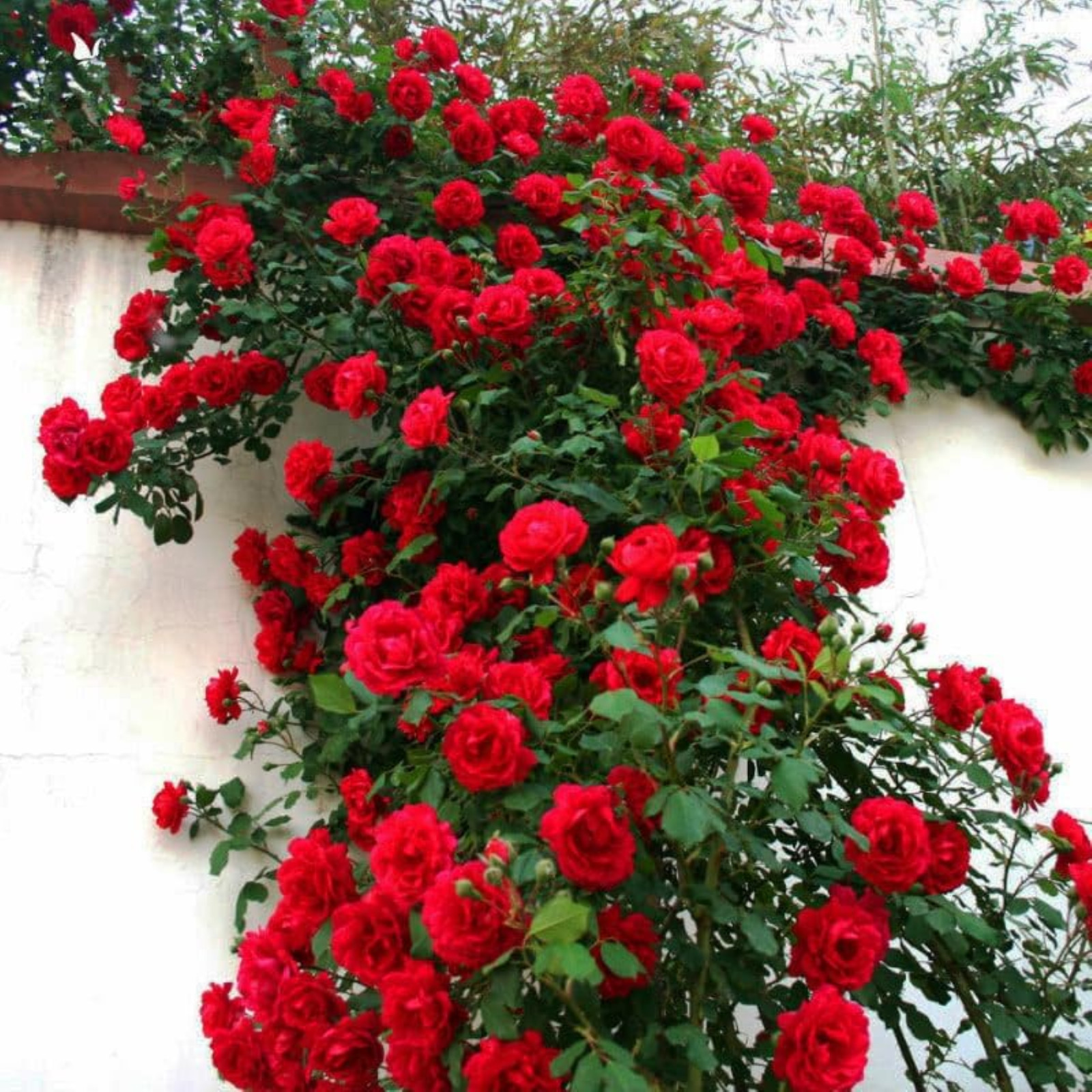 Mixed Climbing Rose Rosa Seeds for Planting Outdoors -Heirloom Garden Vine Home