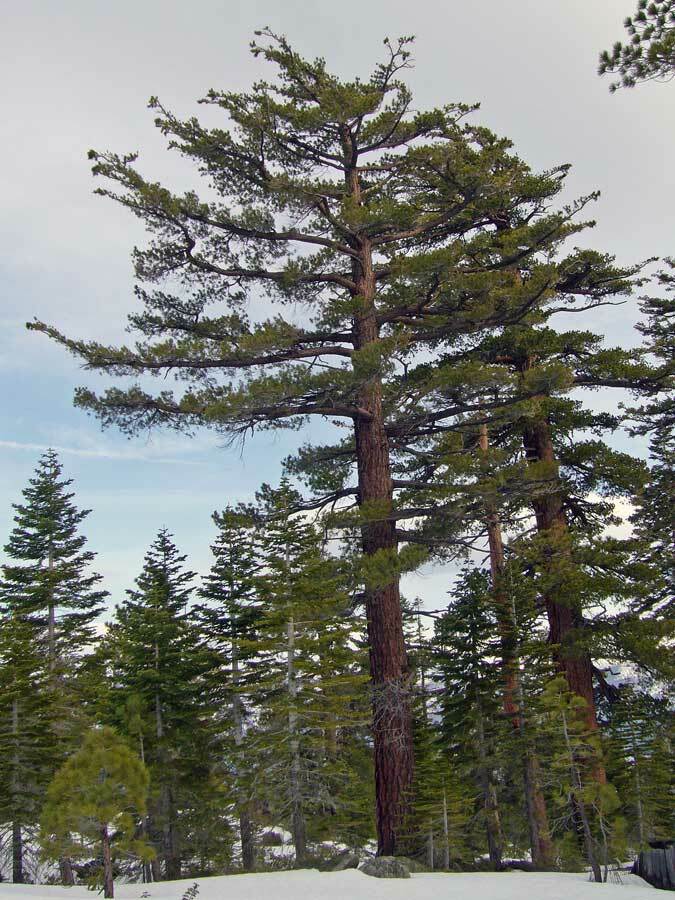 Sugar Pine, (King of Pines), Pinus lambertiana, Tree Seeds
