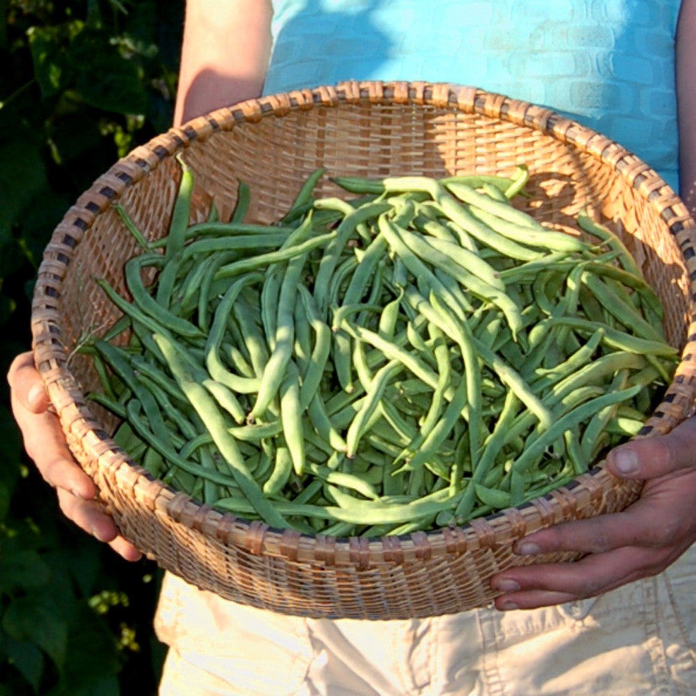 20 Organic Kentucky Wonder Pole Bean Seeds/ Non-GMO/Heirloom- With Bonus!