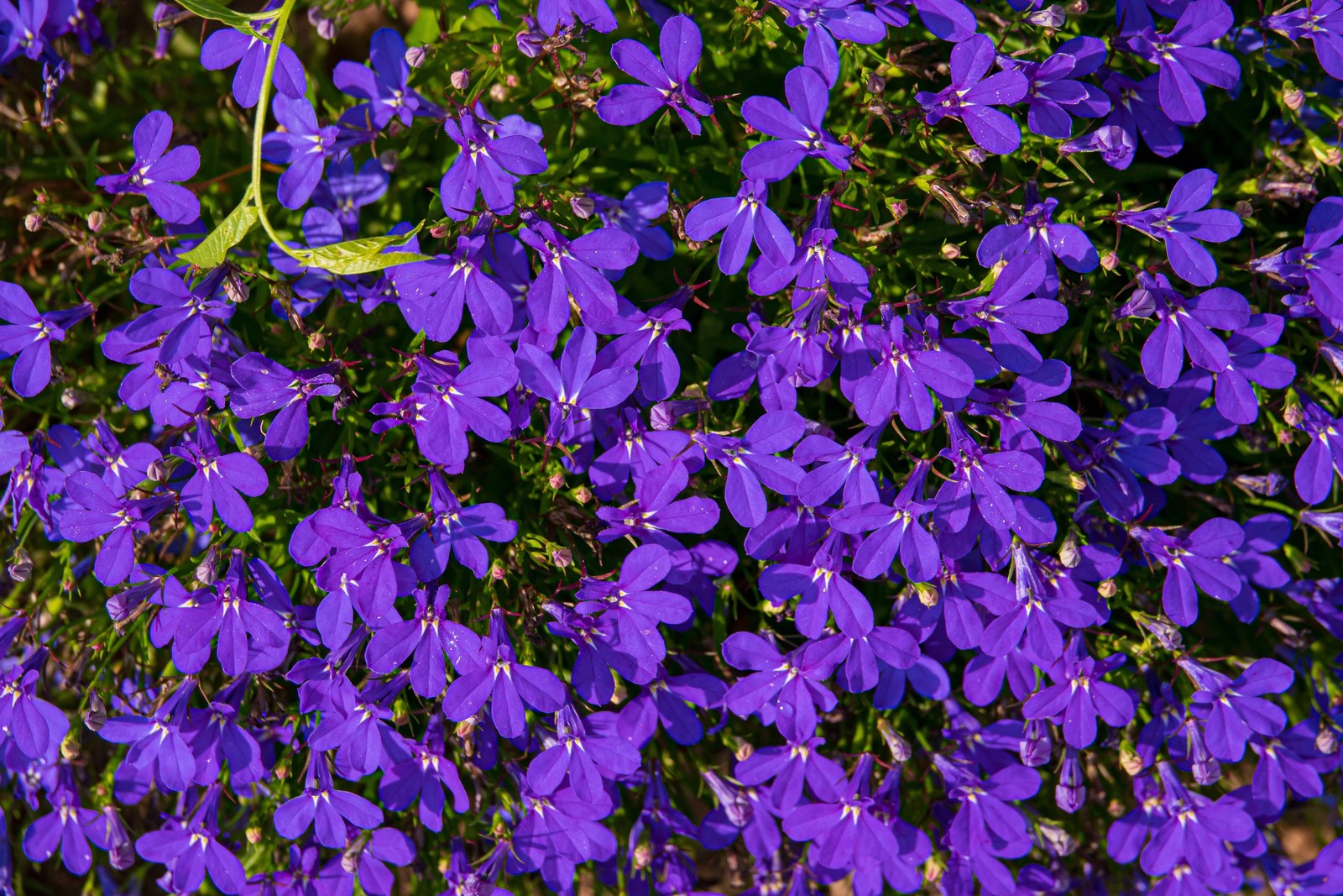 200 CRYSTAL PALACE Purple BLUE LOBELIA REGATTA Erinus Flower Seeds *Comb S/H