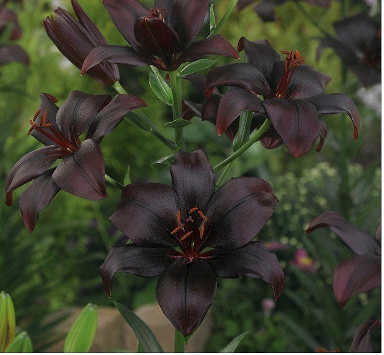 Dark Red/Black Lilium Lily Flowering Outdoor Perennial Plant, 1 Pack