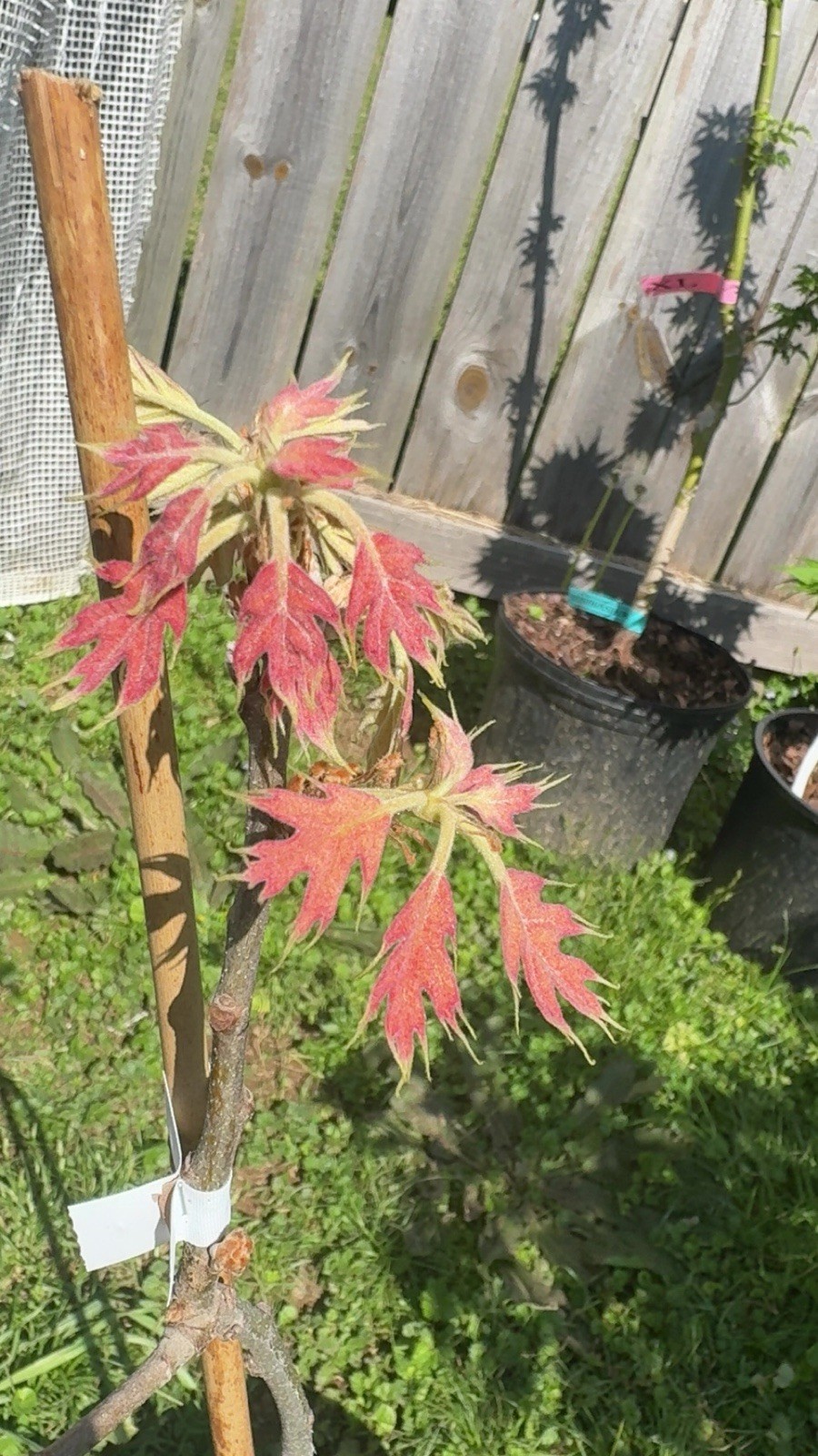 Rare Golden Dragon Northern Red Oak 3 Gallon