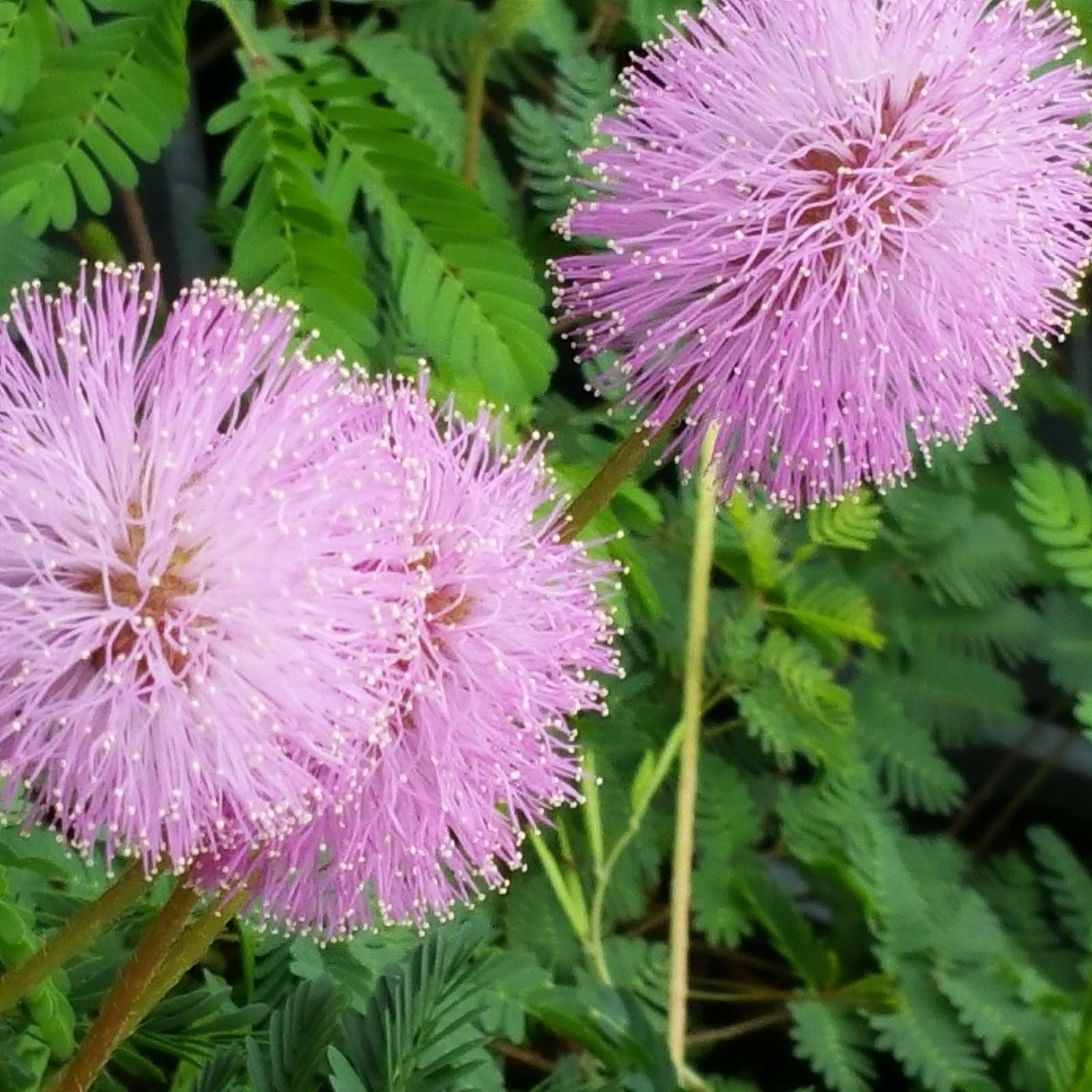 Sunshine Pink Mimosa Sensitive Plant Flowering Ground Cover Unusual PomPom Bloom