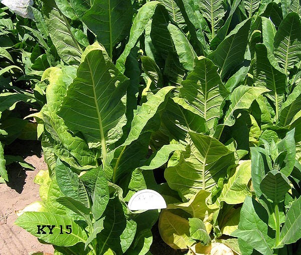 1000 KY15 Tobacco Seeds ~ Disease Resistant Nicotiana Tabacum ~ Frost Resistant