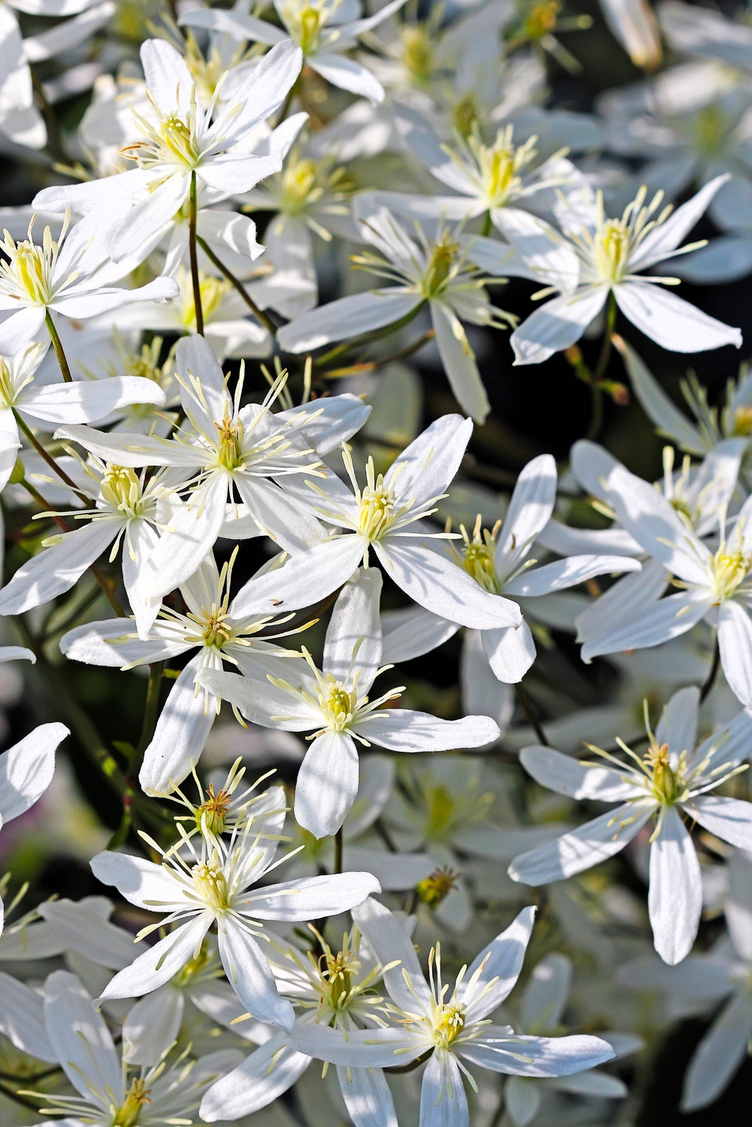 20 SWEET AUTUMN CLEMATIS Paniculata Fragrant Flower Vine Seeds