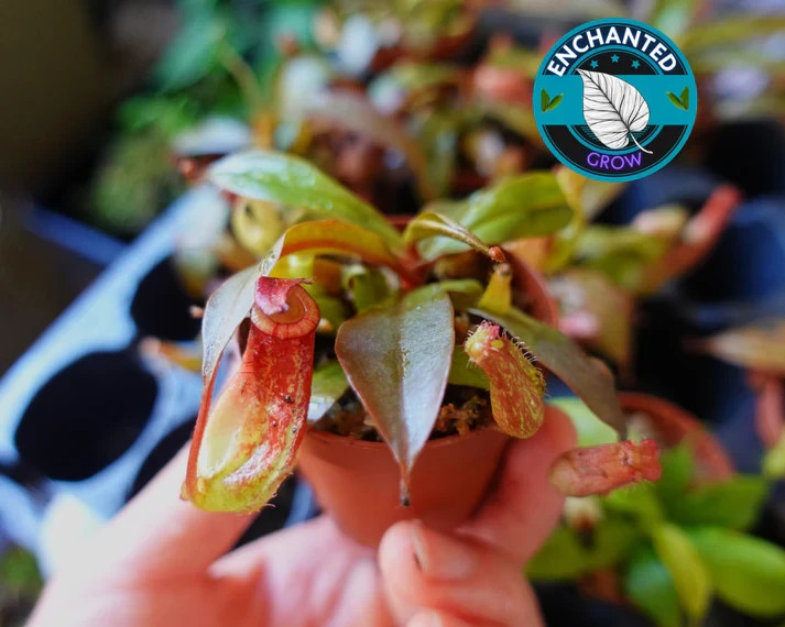 Nepenthes Bloody Mary Carnivorous Pitcher Plant 2″ Potted Lush