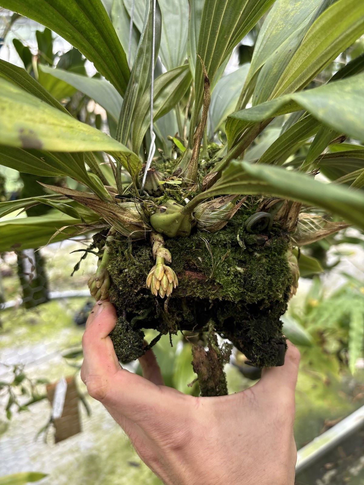 Sievekingia fimbriata XXL MANY SPIKES compact Orchid Species Stanhopea