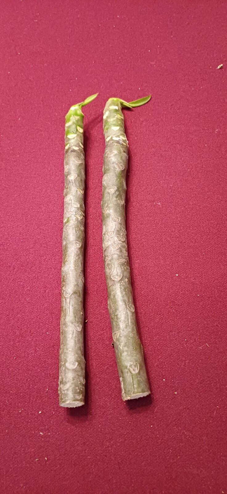 Plumeria Cuttings 12″ Exotic & Tropical White and Yellow – Ready to Root!