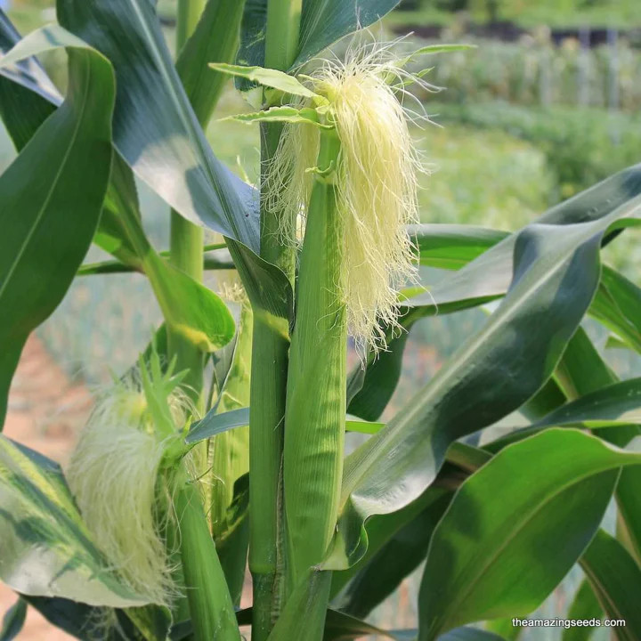 Baby Corn Seeds | Completely Edible White Asian Japanese Hulless Corn Seeds 2024