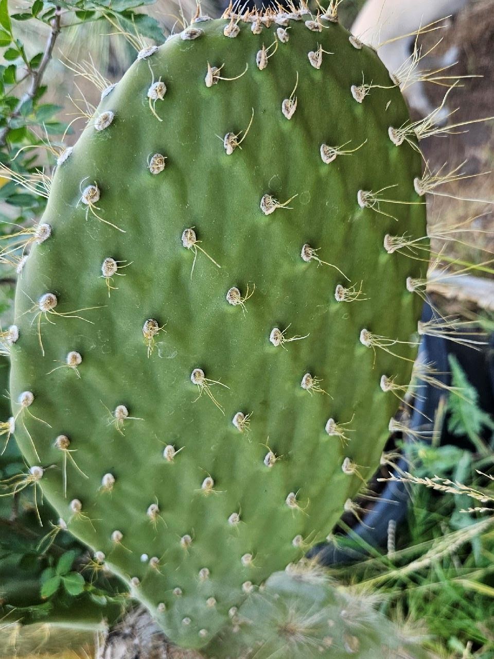 Galapagos Opuntia Megasperma Var Orientalis Selection, Colored Flowers