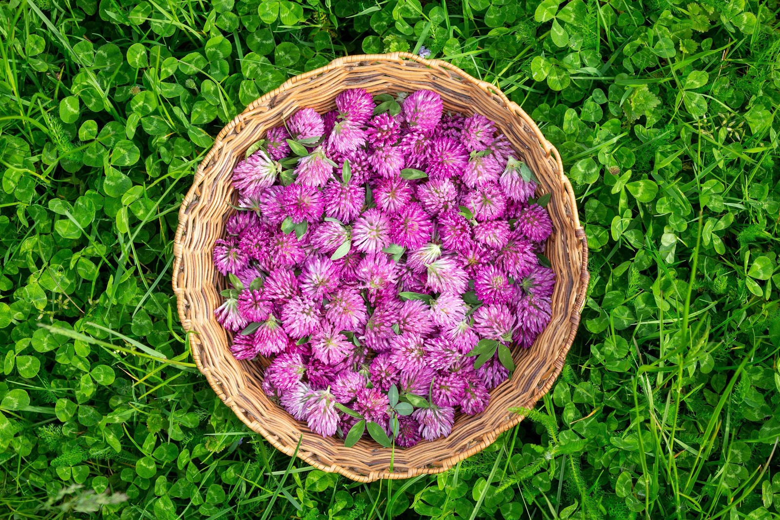 1500 RED CLOVER Monarchs Trifolium Pratense Rose Mauve Flower Ground Cover Seeds