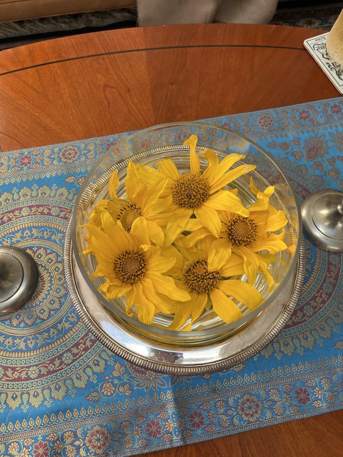 Perennial Organic Mexican Sunflower 10 Cuttings,freshly cut per Order