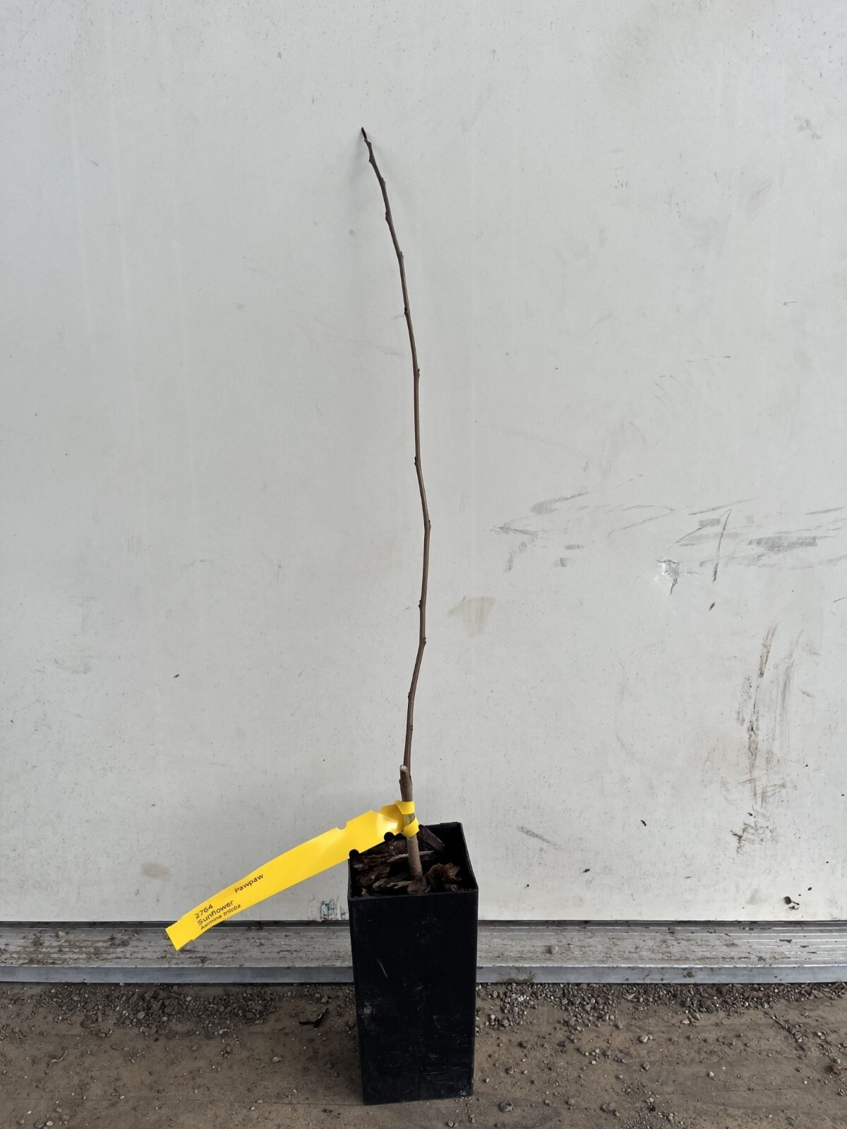 Asimina triloba ‘Sunflower’, grafted 10-12 inches tall plant (Poor Man’s Banana)