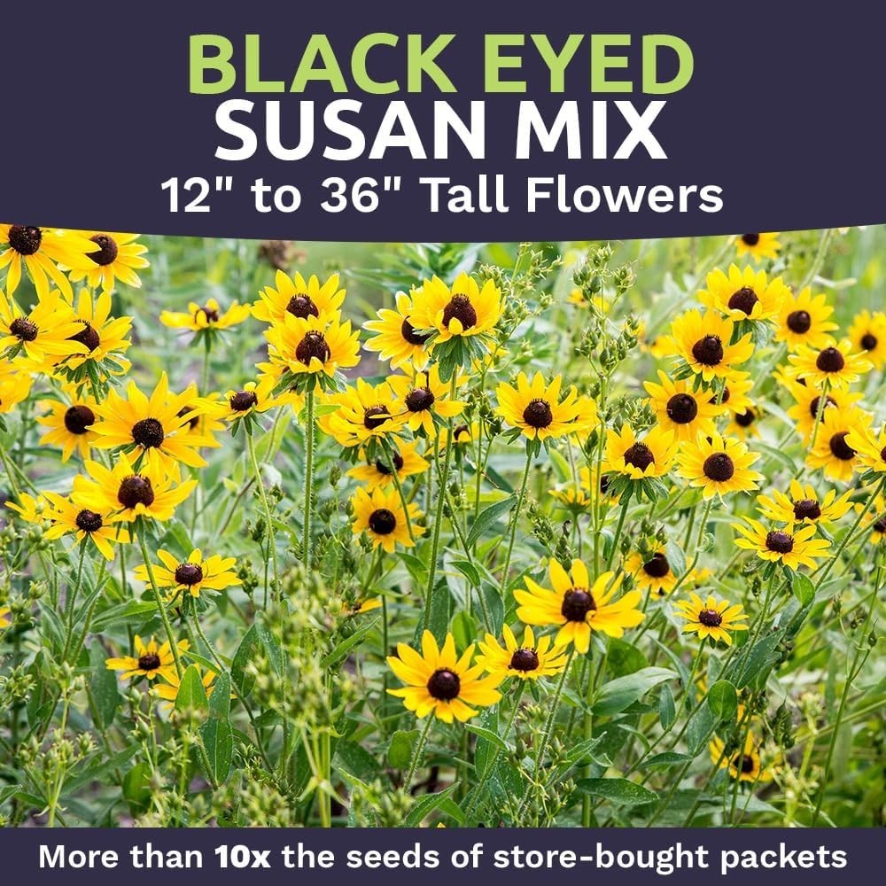 Guaranteed Grow: 1 Ounce of Black Eyed Susan Seeds – Perfect for Any Gardener