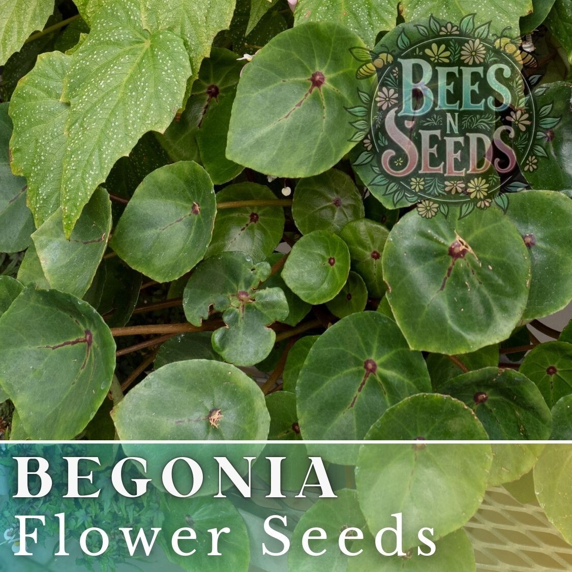 Copper Oasis Begonia Seeds 45 or 125 Seeds Flower, Flower Seeds, Non GMO