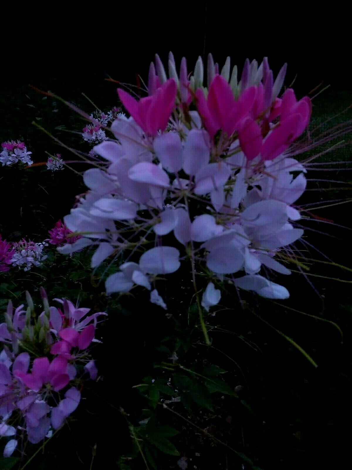 Rose Queen Cleome Seeds- (Spider Flower) 30 Seeds Comb. S/H See Our Store