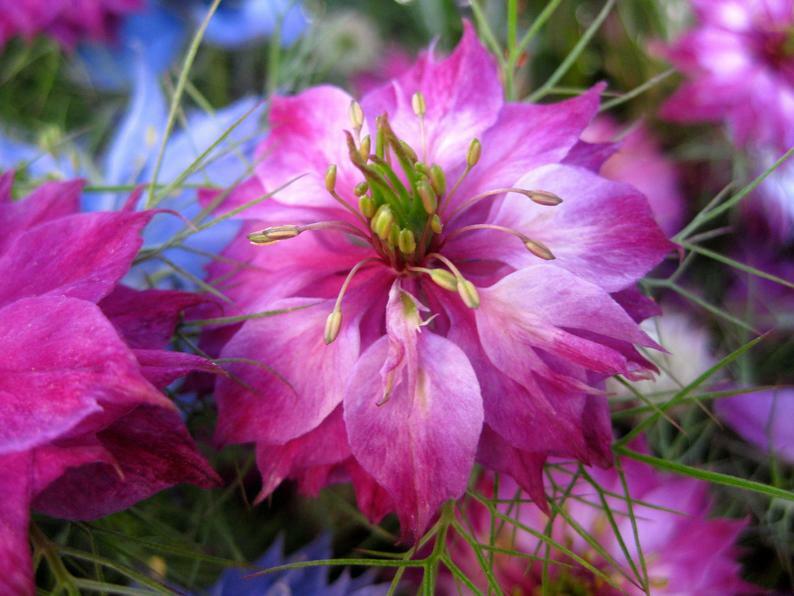 Love in a Mist – 200 Mixed Seeds – Culinary & Medicinal Flower Seeds – Non GMO