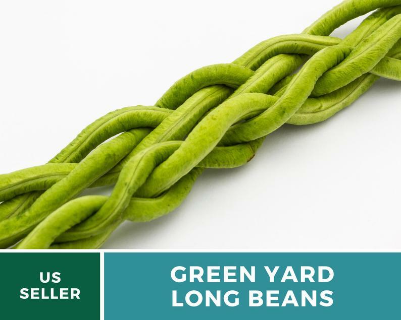 Bean, Yard Long Green – 15 Seeds, Pole, Heirloom Vegetable (Vigna unguiculata)