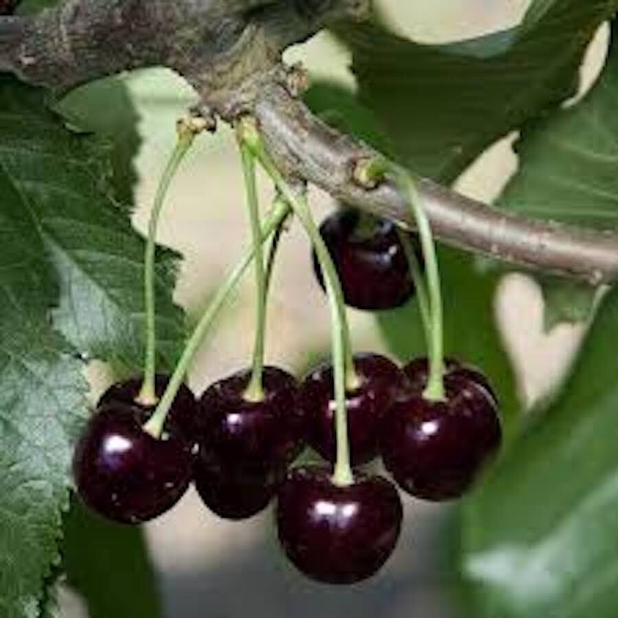 25 BLACK CHERRY SEEDS | SWEET EDIBLE FRUITS | Prunus Serotina from Florida
