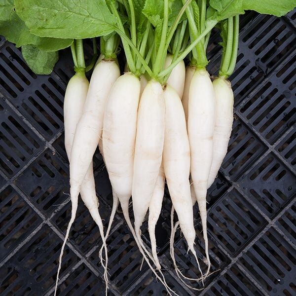  300 White Icicle Radish Non GMO US Grown Seeds THANKS FROM POPPA IN THE GARDEN