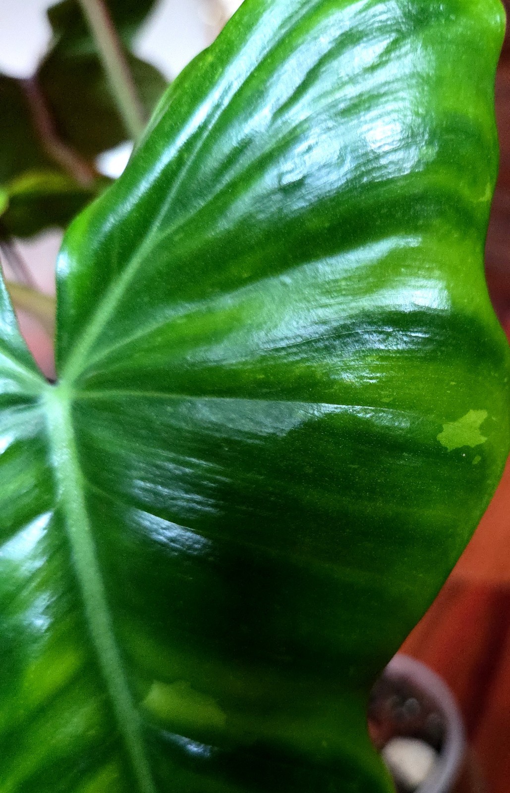 Rare Philodendron Minty GOG Florida Beauty X Radiatum 22″ Tall Not Monstera