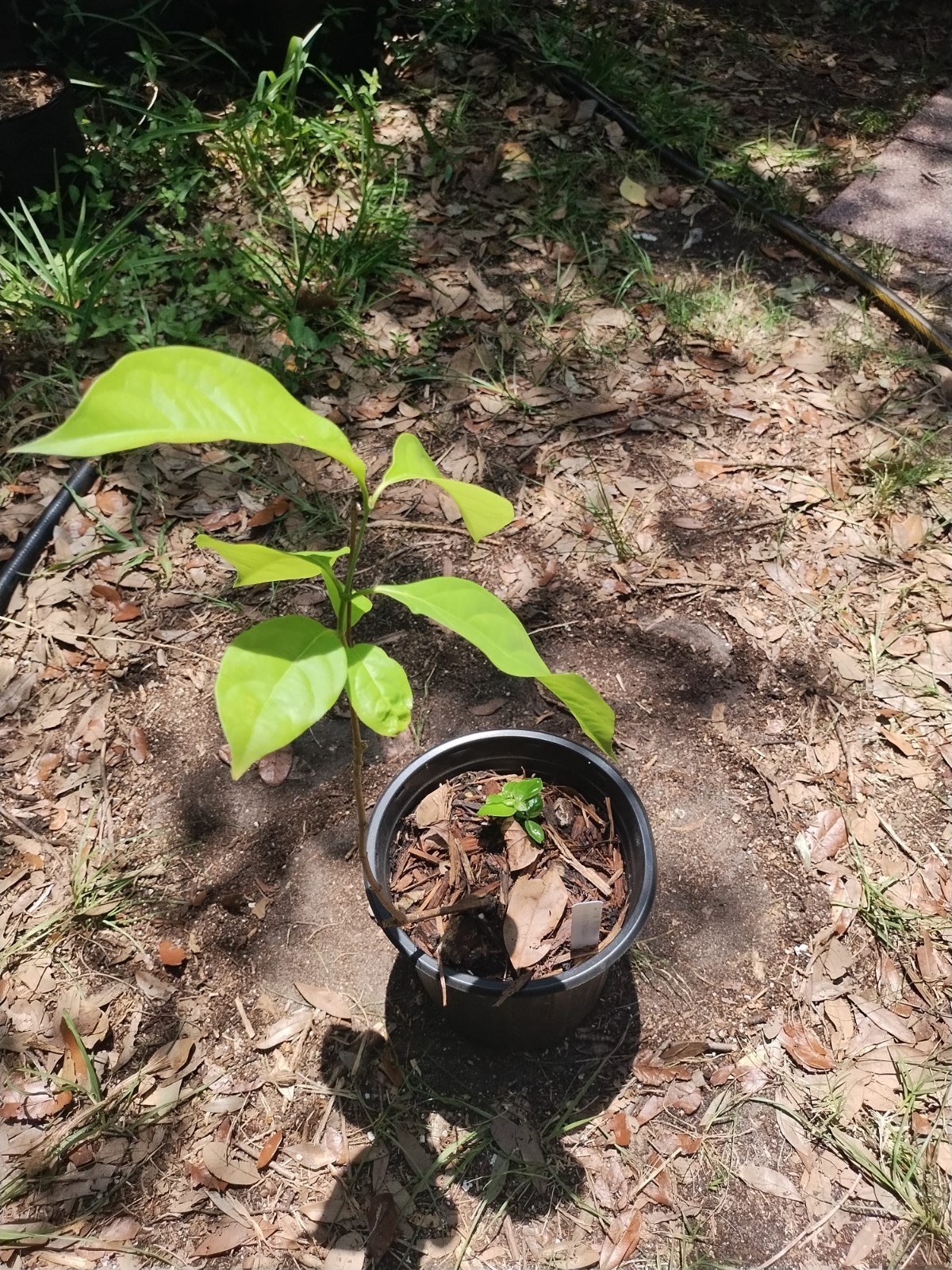 2 Plant Combo South American Psychotria V. And B. Caapi Plant In Same Pot # 2