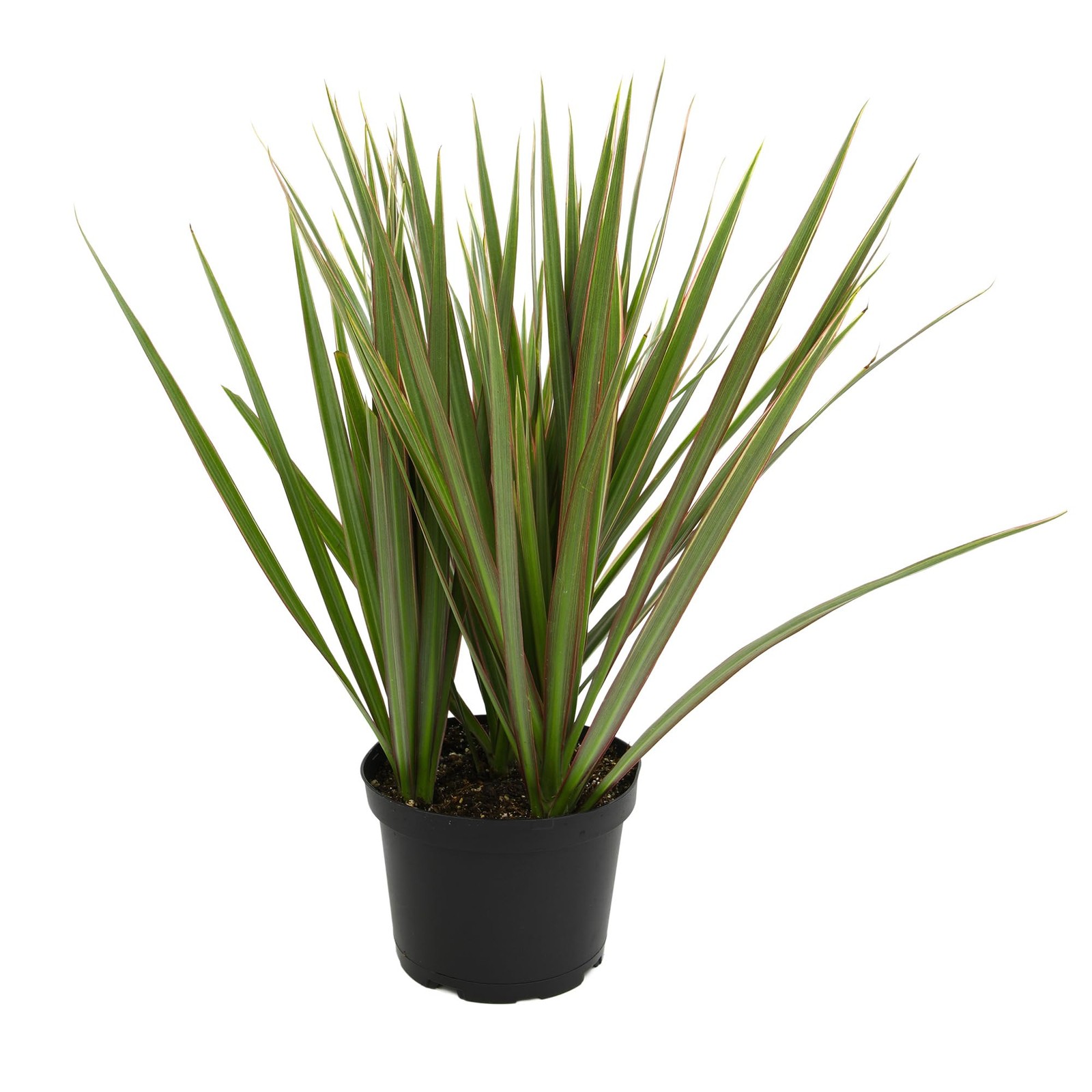 Dracaena Marginata Bicolor Dragon Tree In 6 Grower Pot Live Houseplant Easy