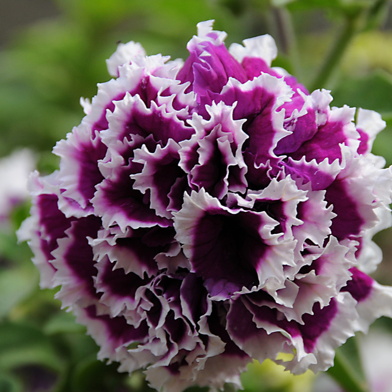 Petunia Seeds Flowers Perennial Flowers Seed Annual US SELLER 175 Seeds Garden
