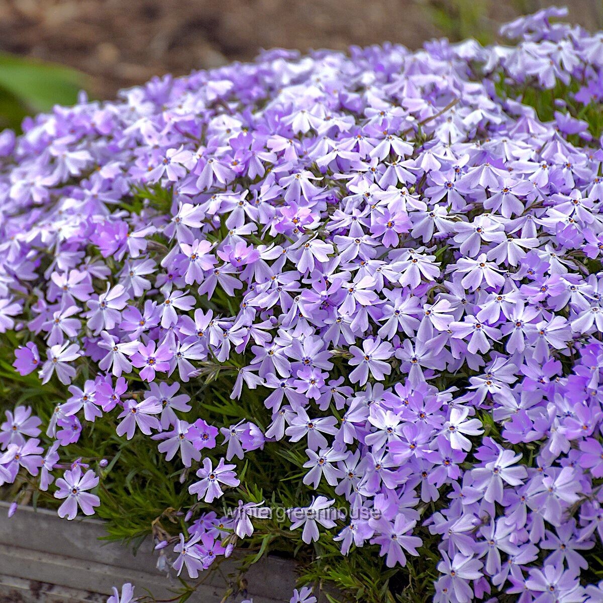 Phlox subulata, Creeping Phlox, Emerald Blue, Container Size: 4x 2.63×1.72×2.75″