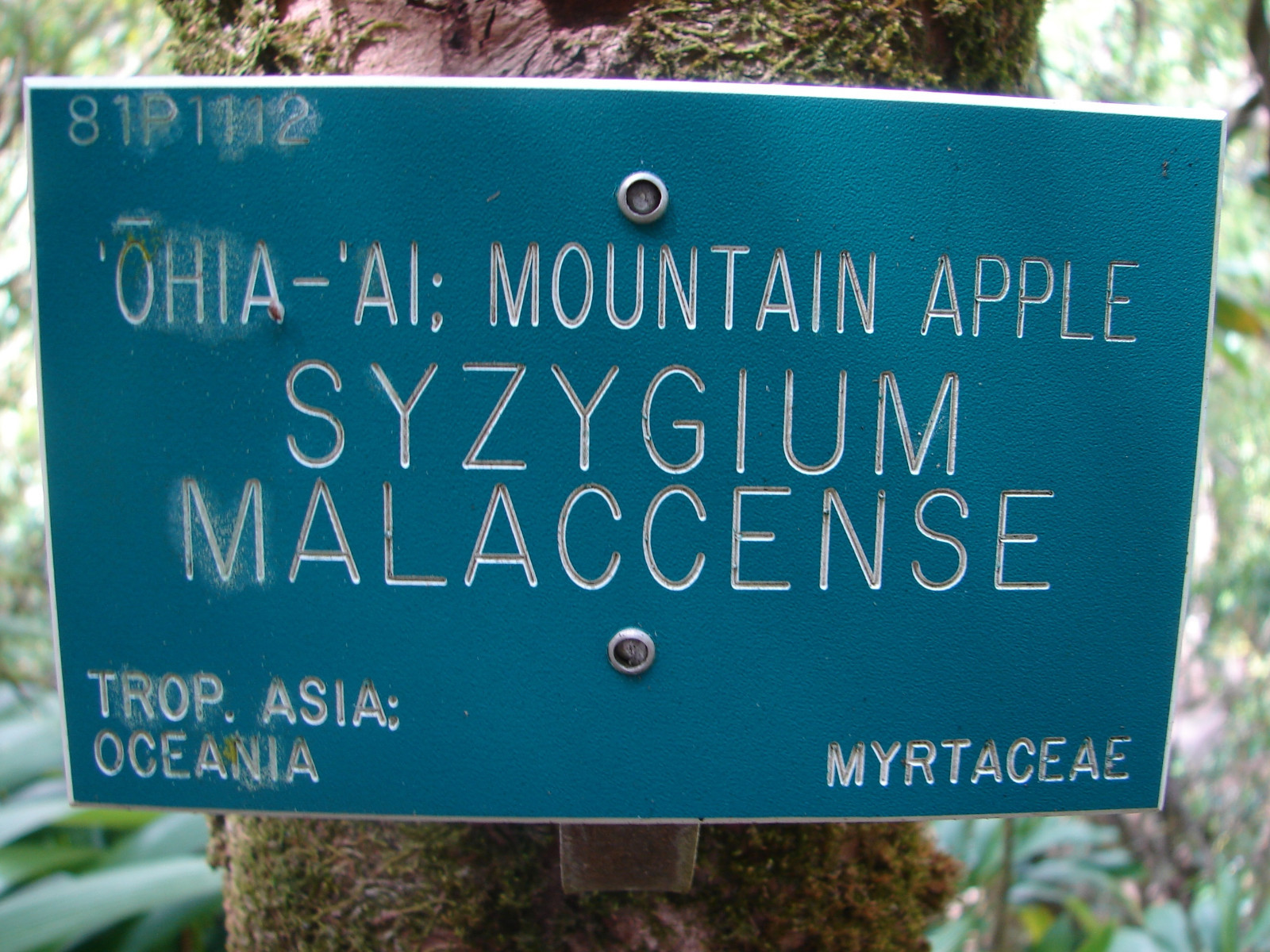 RED Mountain Apple Fruit Tree Syzygium malaccense Ohi’a Ai Apple XL Size Plant
