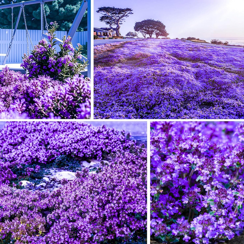 Carpet Creeping 20000Creeping Thyme Seeds For Planting Outdoor-Heirloom Thymus