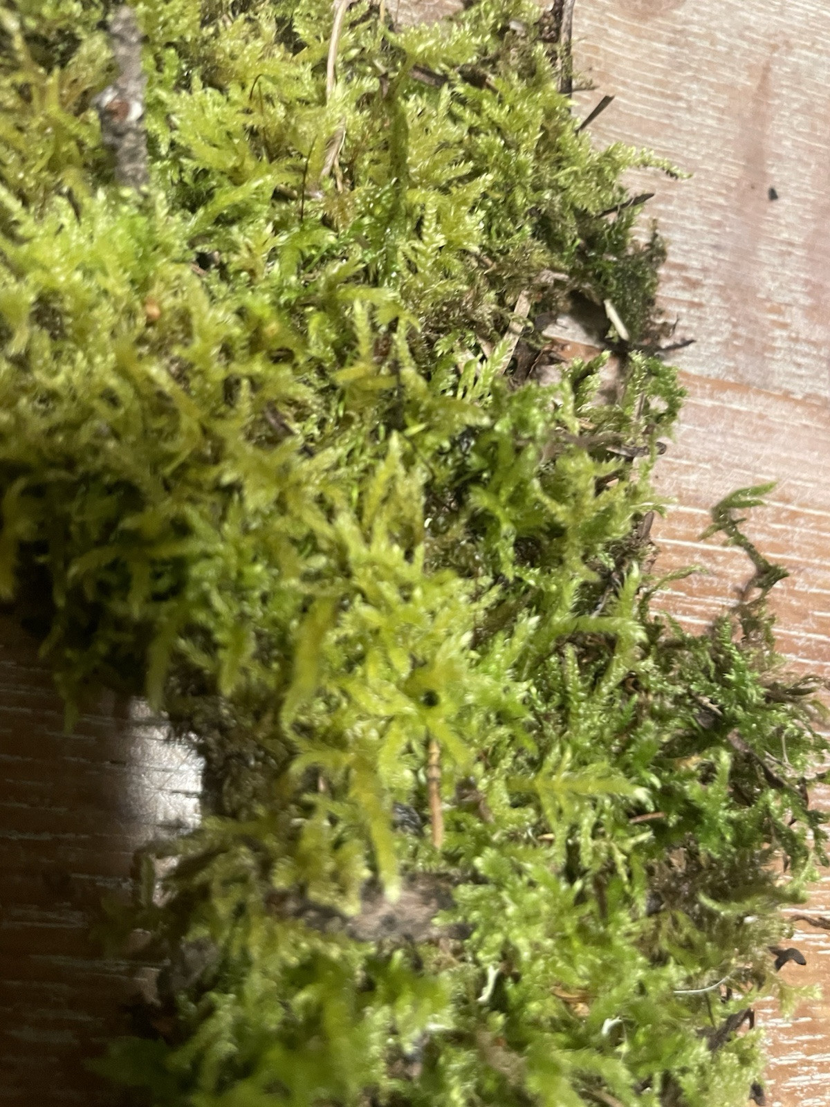 live fresh moss and lichen terrarium decorations center pieces